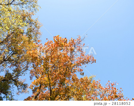 松 マツ 松の木 28118052