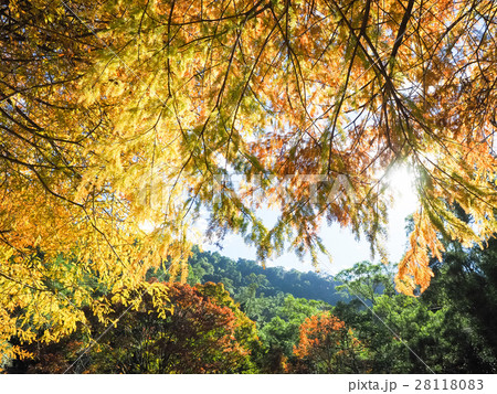 松 マツ 松の木 28118083