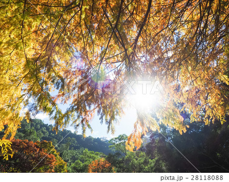 松 マツ 松の木 28118088