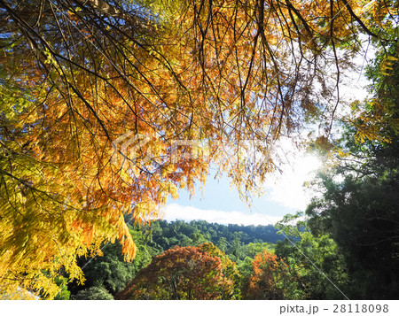 松 マツ 松の木 28118098