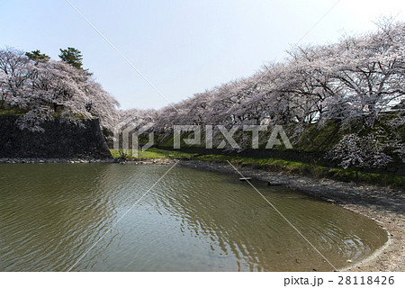 名古屋城と桜 28118426