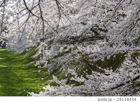 名古屋城と桜 28118434
