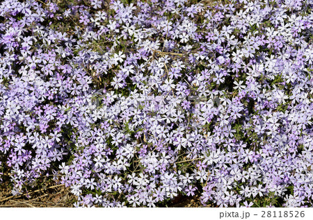 シバザクラ（芝桜） 28118526