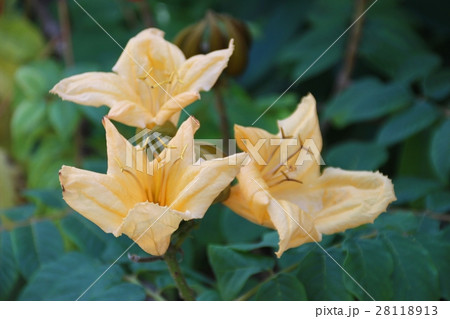 カエンボク 28118913