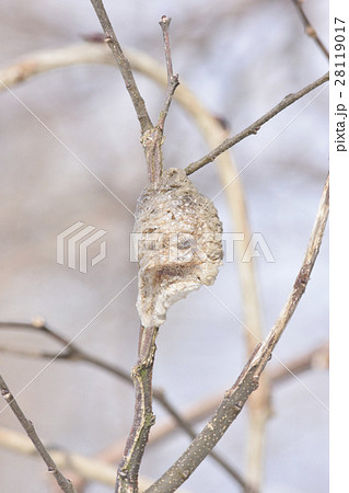 蟷螂の卵 28119017