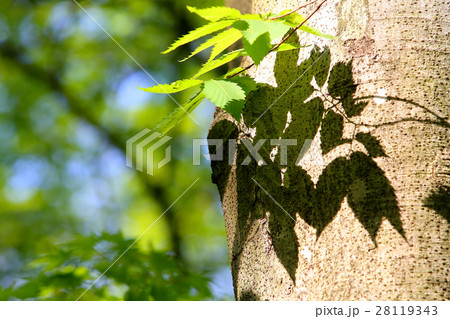 初夏の日差し 28119343