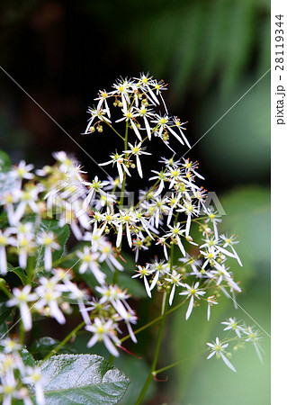ダイモンジソウ ダイモンジソウ 28119344