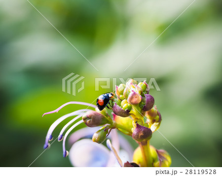 花 フラワー お花 28119528