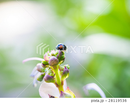 花 フラワー お花 28119536