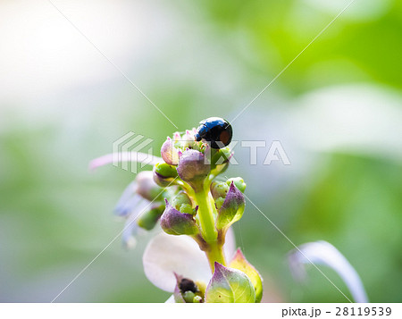 花 フラワー お花 28119539
