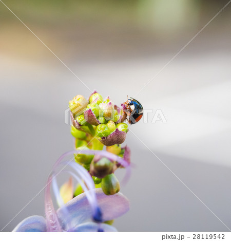 花 フラワー お花 28119542