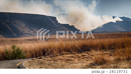 in south africa  land bush       and tree 28119731