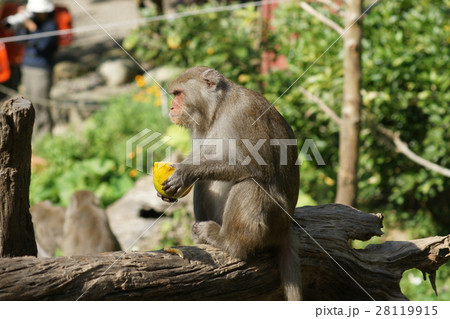 さる サル 猿 28119915