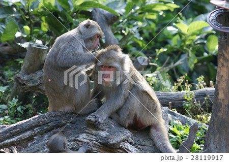 さる サル 猿 28119917