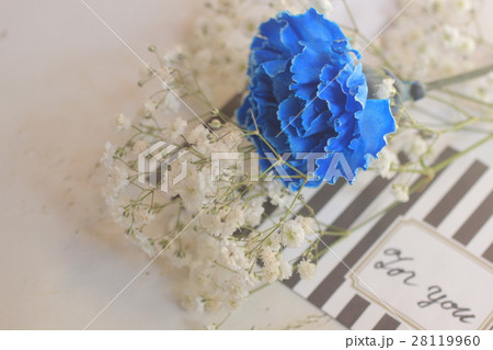 ブルーケーネーション ブルーケーネーション 28119960