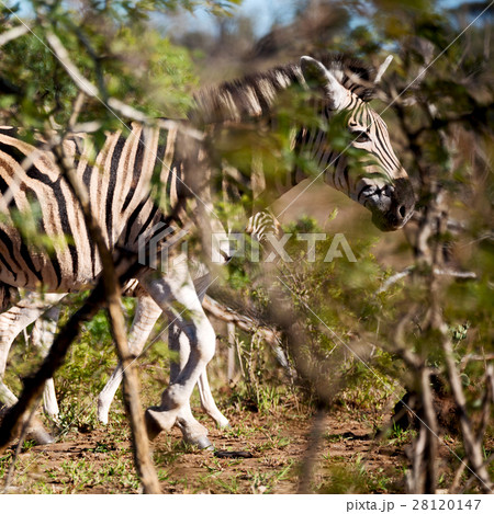 in south africa wildlife nature in south africa wildlife nature 28120147
