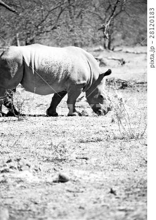 in south africa     wildlife     reserve and   28120183