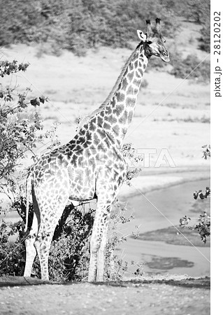 in south africa    wildlife   reserve and        28120202