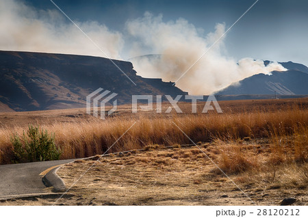 in south africa  land bush       and tree 28120212