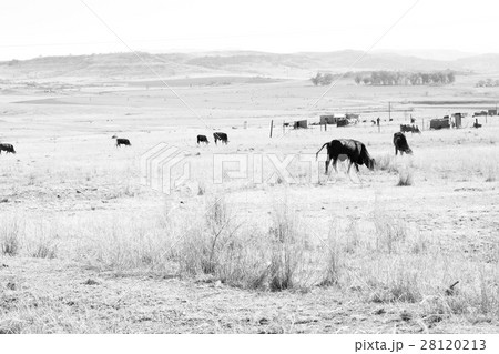 in south africa  land bush      and tree 28120213