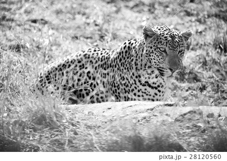 in south africa kruger natural park wild leopard 28120560