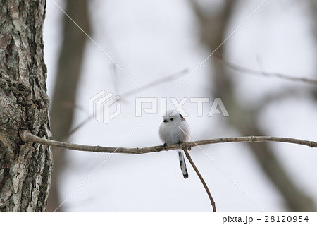 シマエナガ 28120954