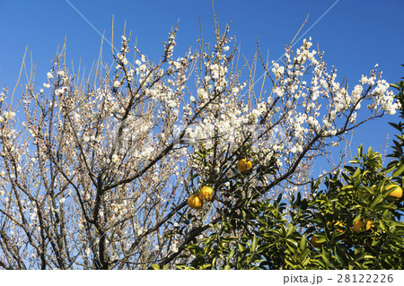 夏ミカンと満開の梅の花 夏ミカンと満開の梅の花 28122226