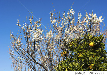 夏ミカンと満開の梅の花 28122227