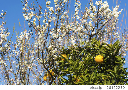 夏ミカンと満開の梅の花の写真素材 28122230 Pixta