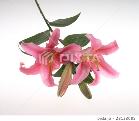 きれい 美しい 綺麗 28123085