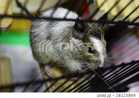 デグー デグー 28123869