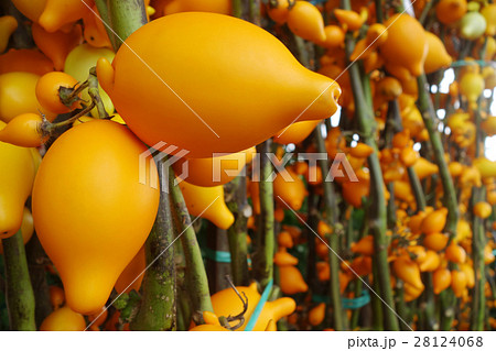 Solanum mammosum on the market Solanum mammosum on the market 28124068