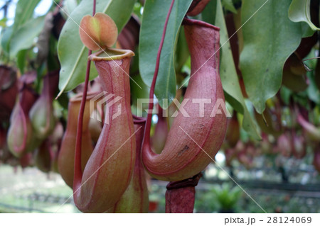 Tropical pitcher plant Tropical pitcher plant 28124069