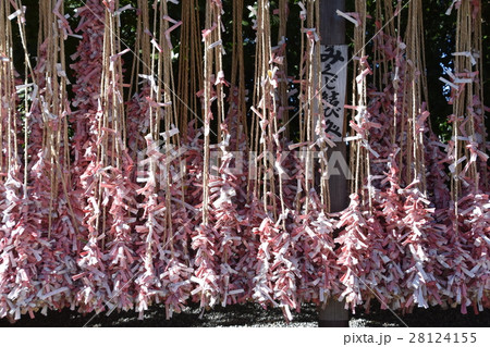 寒川神社　おみくじ 28124155