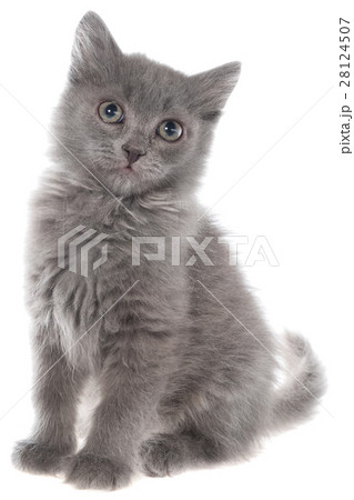 Small gray long haired kitten sitting isolated 28124507