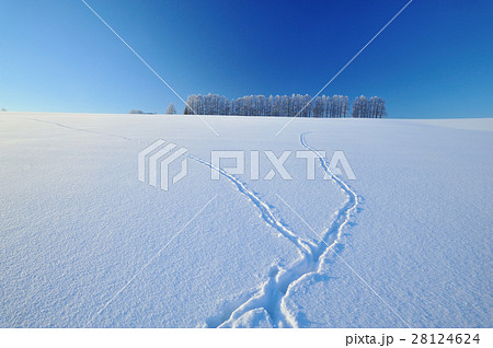 白銀の輝き 28124624