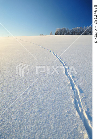 白銀の世界の写真素材