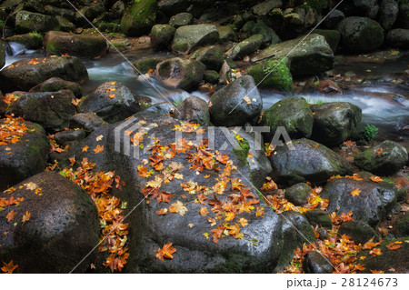 Stream Rocks With Autumn Leaves Stream Rocks With Autumn Leaves 28124673