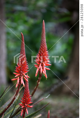 アロエの花 アロエの花 28125098