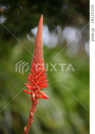 アロエの花 アロエの花 28125105