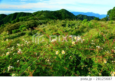 丹沢稜線のノイバラの花と塔ノ岳 28125687