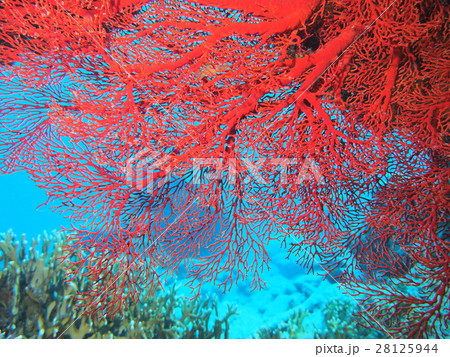 赤いサンゴの写真素材 [28125944] - PIXTA