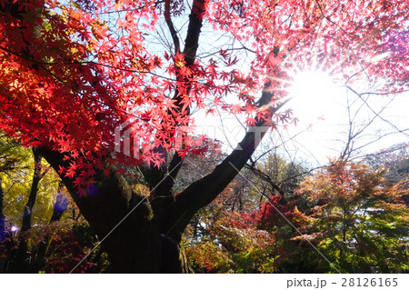 陽射しともみじ_542 陽射しともみじ_542 28126165