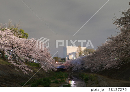 夜桜　山崎川　名古屋 28127276