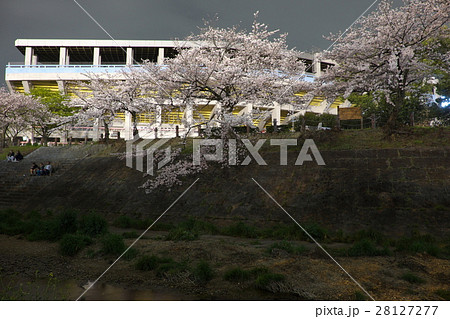 夜桜　山崎川　名古屋 28127277