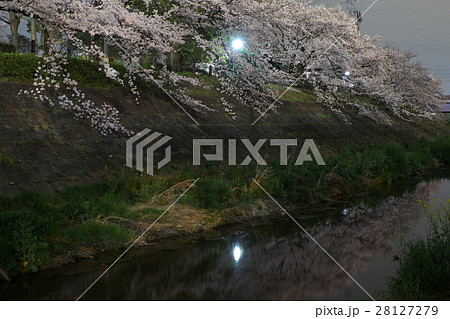 夜桜 山崎川 名古屋 夜桜 山崎川 名古屋 28127279