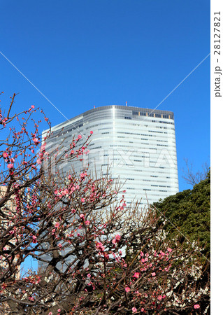 浜離宮恩賜庭園。梅の花と高層ビル（2月）東京都中央区 28127821
