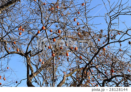 箕面市芦原公園の周りで見つけた柿の木になった干し柿 28128144