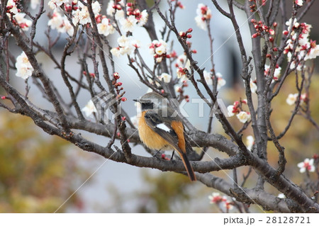梅とジョウビタキ 28128721