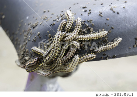 Paradoxosomatidae 28130911